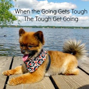 tough names tough names great name ideas for big and small dogs tough names tough names great name ideas for big and small dogs