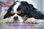 acupuncture for dogs