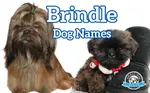 Brindle Dog Names are perfect if you are adopting a brindle puppy or dog, Here's a long list of perfect names based on the color and patterns produced.