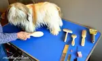 When you choose the right dog brushes for your pet's needs, grooming is so much easier.  Find out which brush to use on your pooch.  