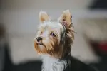 Did you know that you can build a business with the help of your dog?  Here are some tips and tricks to get you started.
