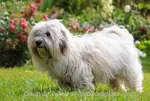 A rare breed quickly gaining popularity, the Coton de Tulear has it all:  charm, looks and trainability.  Find out why this breed might be right for you.