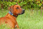 Why Snug Dog Collars?  Should your dogs wear a tight collar?  How to know when it's too snug, too loose. Tips for finding the perfect collar for your dog.
