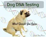 Dog DNA testing has become popular, especially for those who adopt dogs with questionable parentage. All tests are not the same. What you need to know. 