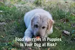 Food allergies in puppies can be worrisome.  Learn how to identify and set up an elimination diet.
