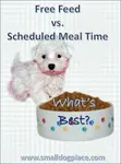 Should you be free feeding your dog or offering food at regular meal times?  Pros and cons of each.