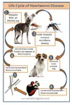 Heartworm.jpg