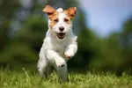 Jack Russell Terriers are small dogs with a BIG attitude.  Learn everything you need to know before getting your new best friend.