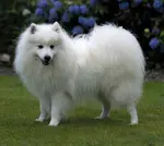 All about the Japanese Spitz:  Grooming, statistics, health, history, temperament with pictures