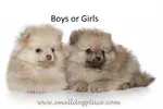 How you decide to choose the best gender of your first, second or third dog depends on several factors.