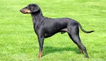 Is the Toy Manchester Terrier the perfect breed for you?  Find info about the breed to help you make that very important decision