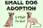 Small dog adoption is a wonderful way of getting a new dog.  But there are some limitations.  Find out if this way of getting a new dog is right for you.