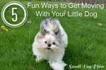 5 Fun Ways to Get Moving with Your Little Dog this Summer inspires you think beyond the gym for great exercise options that are free or nearly free.
