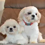 Shih Tzus are known for their affectionate nature and distinctive appearance.Follow our Shih Tzu life expectancy tips to ensure a long and healthy life. 