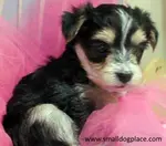 What are Morkies? These little dogs seem to have the best of both breeds. Learn more