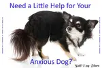 General anxiety in dogs is more common than you think. Discover how to identify and get help for your nervous or fearful dog.