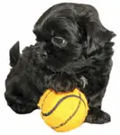 Girl Dog Names Beginning with C is one of a series of pages on female dog or puppy names.