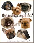brachycephalic-dogs350.jpg