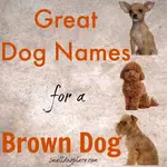 brown-dog-names-info.jpg