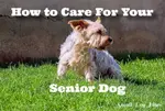 Care for your senior dog is so important to ease their aches and give them a high quality of life. Here's 10 ideas you can implement today.