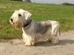 cesky-terrier-500.jpg