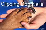 Clipping Dog Nails is easier than you think.  So, stop dragging your dog to the vet or groomer to get his nails clipped, doing it yourself.  Here's How