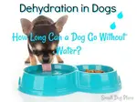 dehydration-in-dogs-puppy.jpg