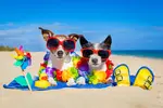If taking your dog to the beach sounds like fun, first read these tips to keep your dog safe, comfortable and happy all day long.