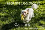 Teach The Dog Drop it Command using these five steps and if your dog doesn't get it, use these additional steps to problem solve and perfect the task.