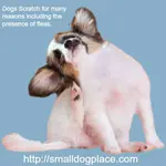 Dog Fleas cause undue distress to millions of dogs and their owners.  Learn what to do about them before they become a major headache.