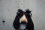 dog-glasses.jpg