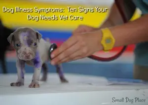 Learn 10 warning signs that may mean your dog needs veterinary care, from vomiting and lethargy to eye problems, weight loss, and unusual stool changes.