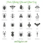 Mention dog pests and most people think of fleas and ticks, but there are many others all pet owners should know.