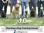 dog-training-career.jpg