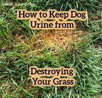 Dog urine damage to lawns is not only unsightly but can kill grass.  Learn how to safely eliminate this problem