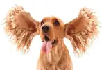 ears-cocker.jpg