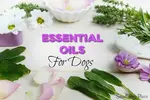 Here's 8 Essential Oils for Dogs that will improve their health, reduce stress, treat specific conditions and control parasites while boosting the immune system