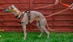 What's a double ended dog lead and why might you want to consider one?  Here are some step by step instructions to help you use this useful device