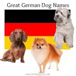 Discover the best German dog names—traditional, modern, cute, and unique. Perfect for male and female dogs of any breed. See 300+ ideas!