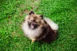 German Spitz: Breed information including personality, history, care, health, pros and cons of owning this breed.