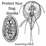 giardia-300-sdp.jpg