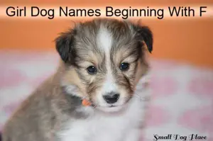 Girl dog names beginning with F is one in a series of female puppy names for that new best friend.