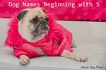 Girl Puppy Names Beginning with S is one page in a series of female dog names from a to z.