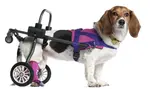 If you have a disabled or handicapped dog, you'll no doubt on the look-out for ways to improve is life.  Here's a few tips you can implement immediately