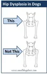 Hip dysplasia in small dogs is real.   Find out which breeds are affected, causes, and treatment options.