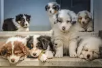 A litter of miniature border collie dogs sitting on steps