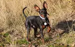The Miniature Pinscher, or Min Pin, is a sturdy, compact little dog. Read about the breed, description, history, temperament, grooming, and health