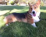 pembroke-corgi-pd.jpg