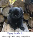 Do you know how to socialize a puppy properly?  Detailed, step by step ideas for puppy socialization.