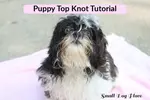 puppy-topknot-tutorial.jpg